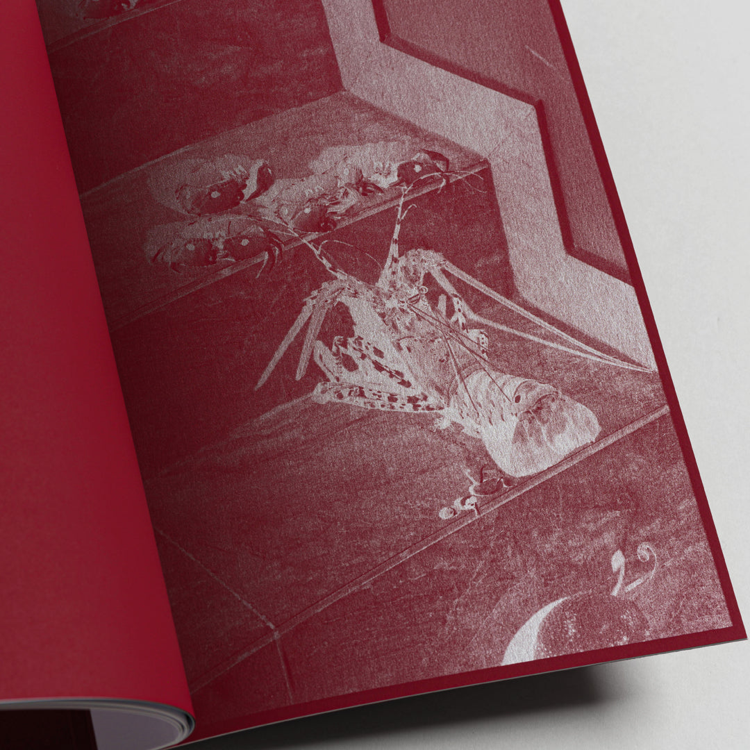 Karyolysis / Makoto Oono